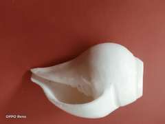 Ốc pháp loa (quay trái)