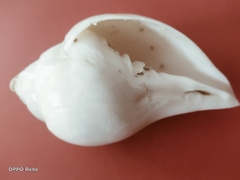 Ốc pháp loa (quay trái)