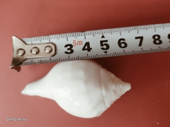 Ốc pháp loa (quay trái)