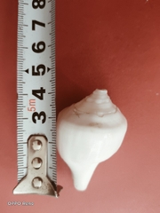 Ốc pháp loa (quay trái)