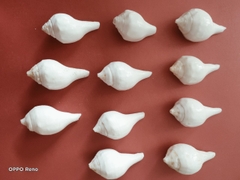 Ốc pháp loa (quay trái)