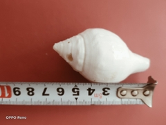 Ốc pháp loa (quay trái)