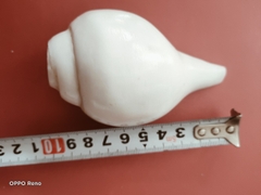 Ốc pháp loa (quay trái)