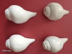 Ốc pháp loa (quay trái)