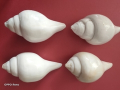 Ốc pháp loa (quay trái)