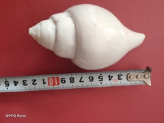 Ốc pháp loa (quay trái)