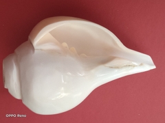 Ốc pháp loa (quay trái)