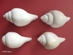 Ốc pháp loa (quay trái)