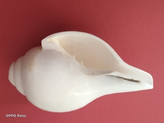 Ốc pháp loa (quay trái)