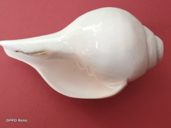 Ốc pháp loa (quay trái)