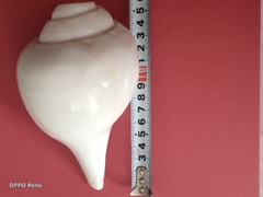 Ốc pháp loa (quay trái)