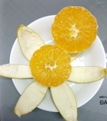 Cam Navel không hạt Mộc Châu