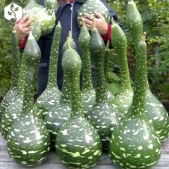 Hạt Giống Bầu Thiên Nga