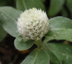 Hạt Giống Hoa Cúc Bách Nhật Trắng