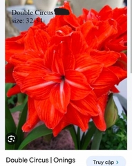 Củ hoa lan huệ cánh kép nhập khẩu - 1 củ (Tổng hợp nhiều loại cực đẹp)