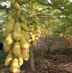 Hạt Giống Đu Đủ Da Vàng