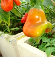 Hạt Giống Ớt Hoa Hồng