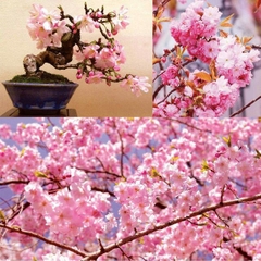 Hạt Giống Hoa Anh Đào Nhật