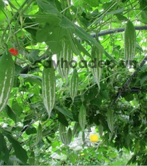 Hạt Giống Lặc Lày - Mướp Mèo