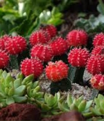 Hạt giống hoa xương rồng nhiều màu