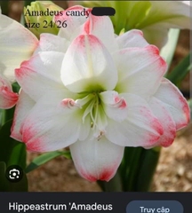 Củ hoa lan huệ cánh kép nhập khẩu - 1 củ (Tổng hợp nhiều loại cực đẹp)