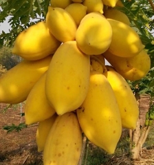 Hạt Giống Đu Đủ Da Vàng