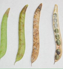 Hạt Giống Hoa Đậu Biếc Cánh Đơn