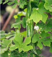 Hạt Giống Lặc Lày - Mướp Mèo