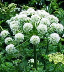 Hạt Giống Cây Bạch Chỉ