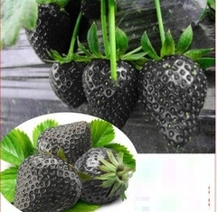 Hạt Giống Dâu Tây Đen Chịu Nhiệt