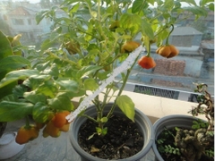 Hạt Giống Ớt Hoa Hồng