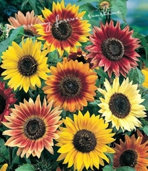 Hạt Giống Hoa Hướng Dương Nhiều Màu