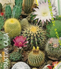 Hạt giống hoa xương rồng nhiều màu