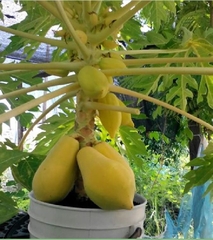 Hạt Giống Đu Đủ Da Vàng