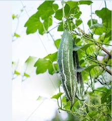 Hạt Giống Lặc Lày - Mướp Mèo