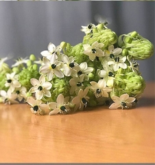 Củ Giống Hoa Thiên Nga Mắt Ngọc