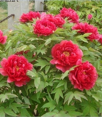 Hạt Giống Hoa Mẫu Đơn Nhiều Màu