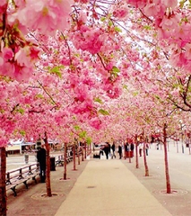 Hạt Giống Hoa Anh Đào Nhật