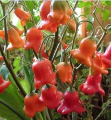 Hạt Giống Ớt Hoa Hồng