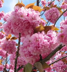 Hạt Giống Hoa Anh Đào Nhật