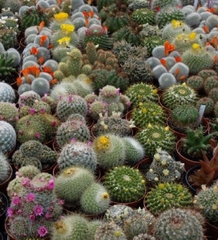 Hạt giống hoa xương rồng nhiều màu