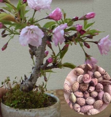 Hạt Giống Hoa Anh Đào Nhật