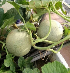 Hạt Giống Dưa Lưới Ruột Xanh F1