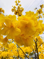 Hạt Giống Cây Hoa Phong Linh Vàng