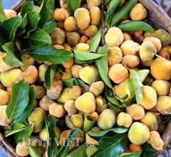 Hạt Giống Cây Chay