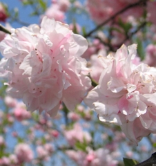 Hạt Giống Hoa Anh Đào Nhật