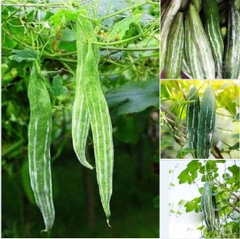 Hạt Giống Lặc Lày - Mướp Mèo