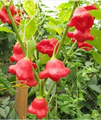 Hạt Giống Ớt Hoa Hồng