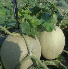 Hạt Giống Dưa Lưới Ruột Xanh F1