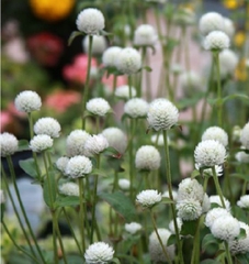 Hạt Giống Hoa Cúc Bách Nhật Trắng
